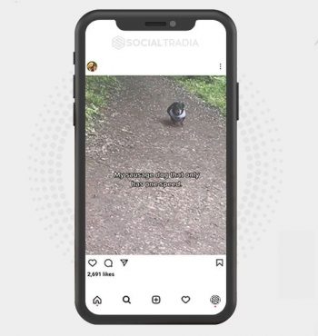 buy Instagram account CutePuppies (23.9 k Followers)