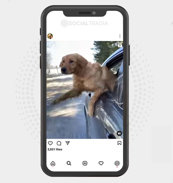Instagram account CutePuppies (23.9 k Followers)
