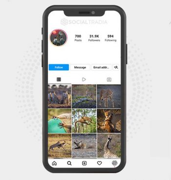 Instagram account Wildlife Pix (31.9 k Followers)