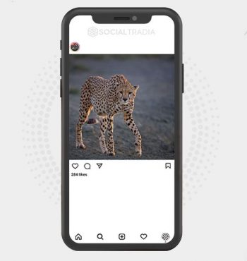 Instagram account Wildlife Pix (31.9 k Followers)