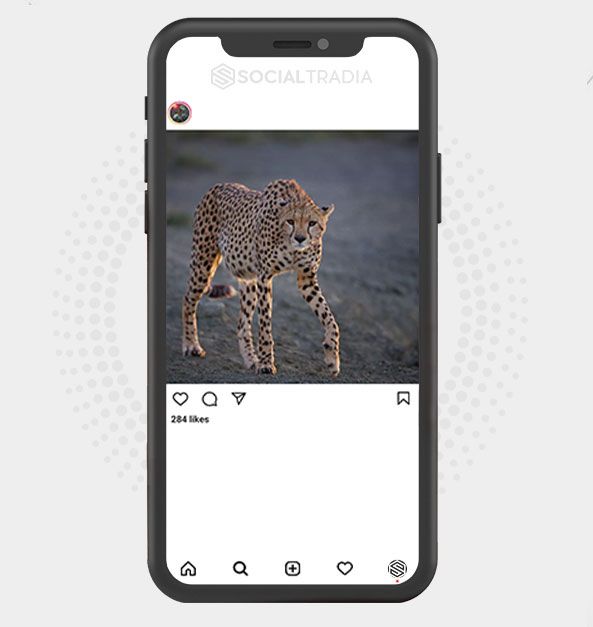 Instagram account Wildlife Pix (31.9 k Followers)