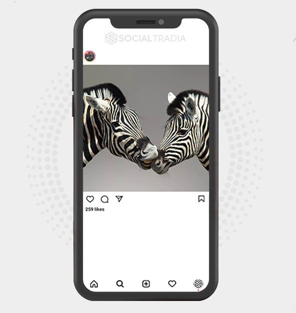 Instagram account Wildlife Pix (31.9 k Followers)