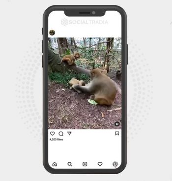 Instagram account About Monkey (44.4 k Followers)