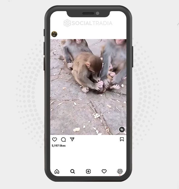 buy Instagram account About Monkey (44.4 k Followers) buy Instagram account About Monkey (44.4 k Followers)