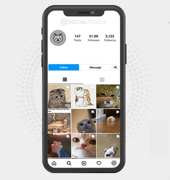 Instagram account Cats Board (137 k Followers)