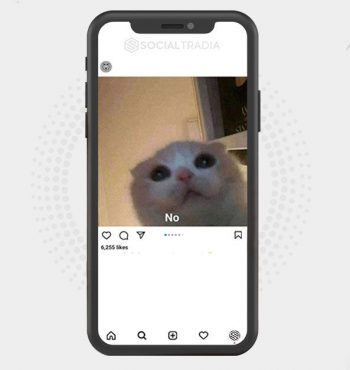 buy Instagram account Cats Board (62.8 k Followers)