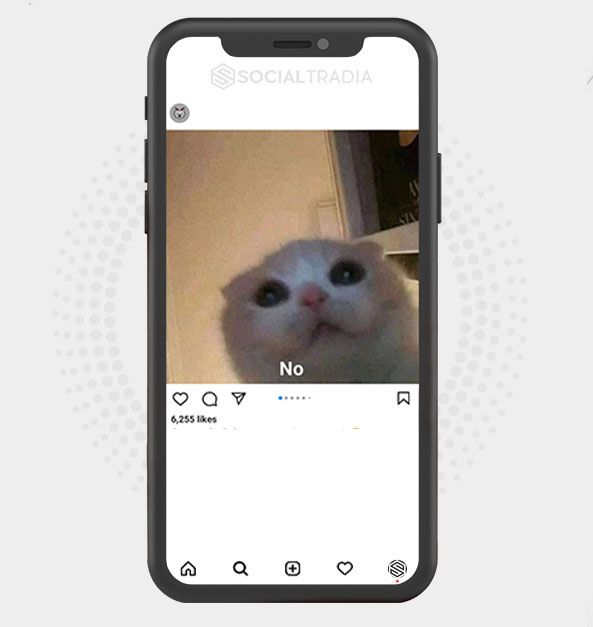 Instagram account Cats Board (137 k Followers)