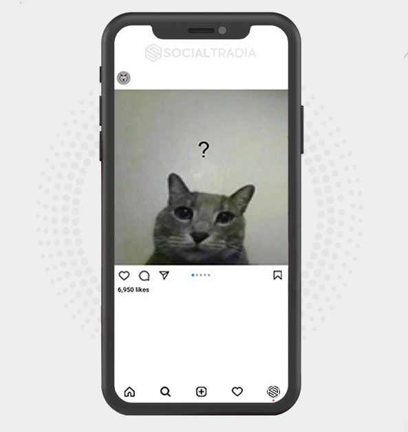 Instagram account Cats Board (137 k Followers)