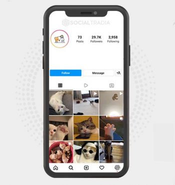Instagram account Cat Board (29.7 k Followers)