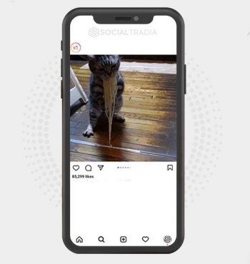 Instagram account Cat Board (29.7 k Followers)