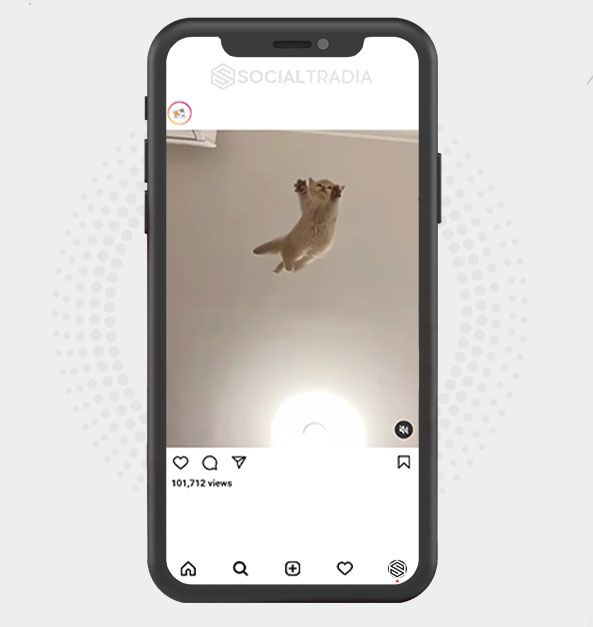 buy Instagram account Cat Board (29.7 k Followers)