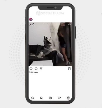 buy Instagram account DogDaily (73.3 k Followers)