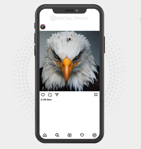 buy Instagram account EagleSociety (79.4 k Followers) buy Instagram account EagleSociety (79.4 k Followers)