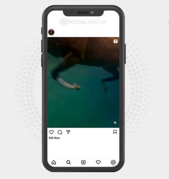 buy Instagram account Horse Brand (87.2 k Followers)