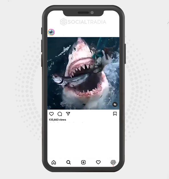 buy Instagram account SharksMag (116 k Followers) buy Instagram account SharksMag (116 k Followers)