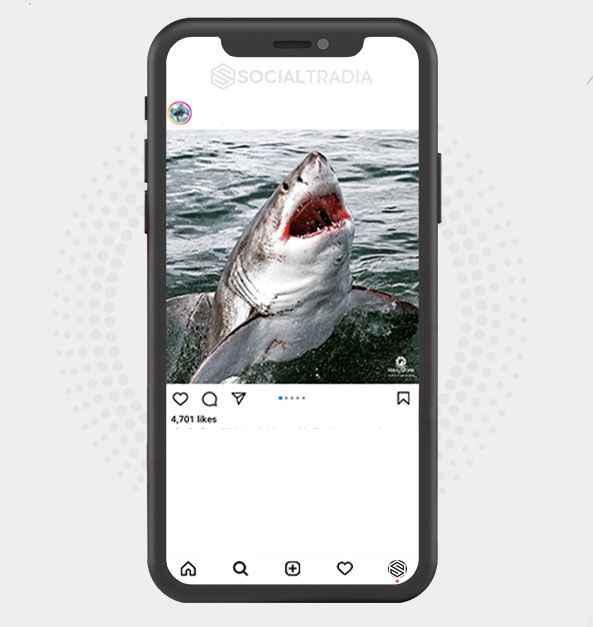 buy Instagram account SharksMag (116 k Followers) buy Instagram account SharksMag (116 k Followers)