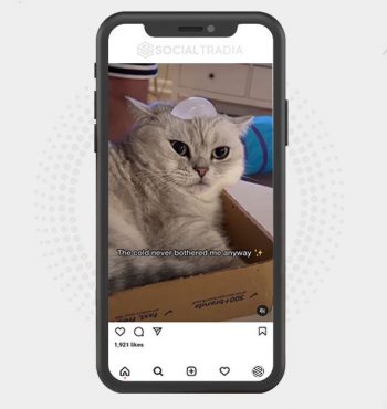 buy Instagram account KittenCuttie (85.2 k Followers)