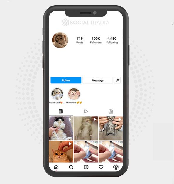 buy Instagram account CattsDaily (156 k Followers)