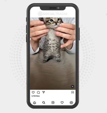 buy Instagram account CattsDaily (156 k Followers)