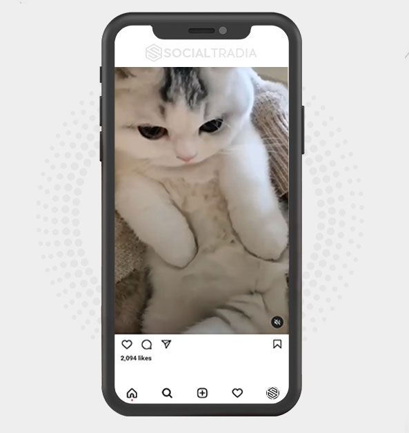 buy Instagram account CattsDaily (156 k Followers)