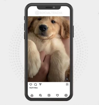 buy Instagram account LabradorsDog (121 k Followers)