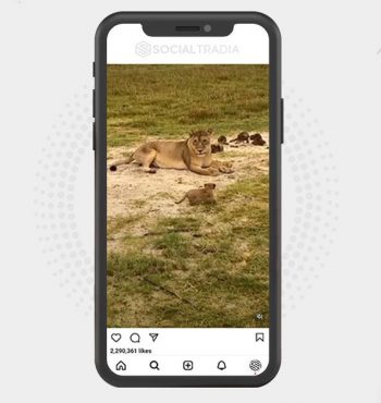 buy Instagram account KingLion (136 k Followers)