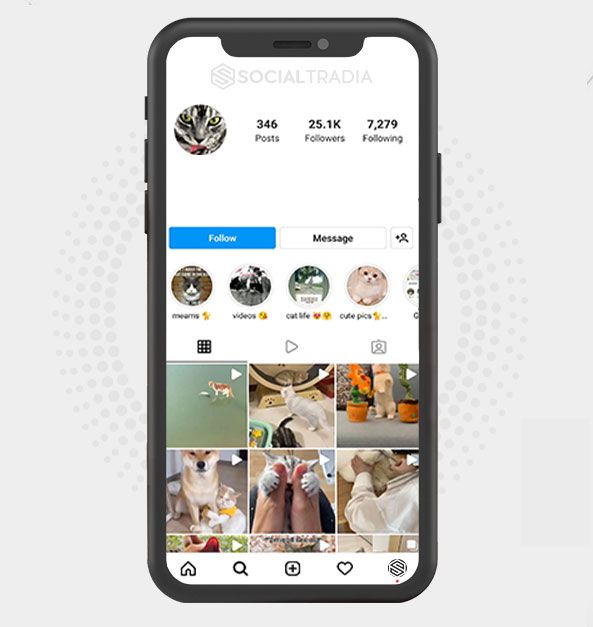buy Instagram account CatsNow (39.3k Followers)