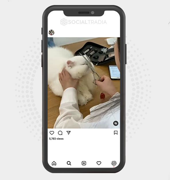 buy Instagram account CatsNow (39.3k Followers)