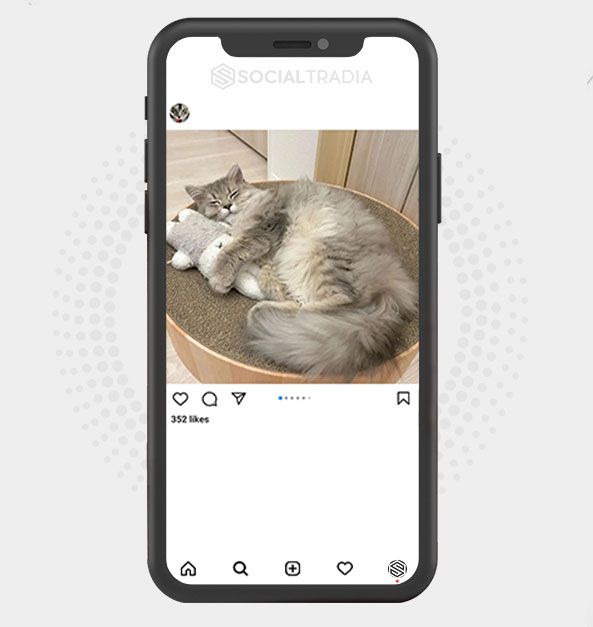 buy Instagram account CatsNow (39.3k Followers)