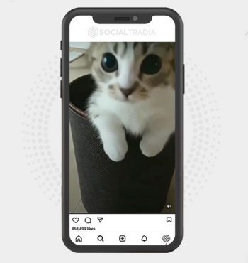 buy Instagram account CattsCommunitty (102 k Followers)