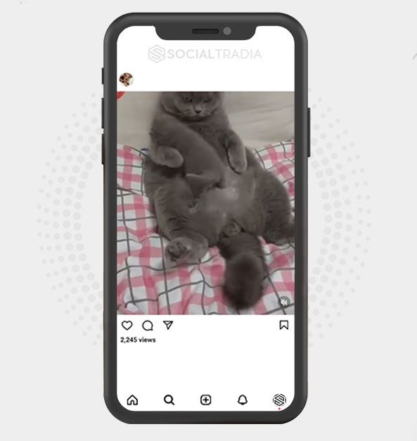 buy Instagram account KittyPet (38.3 k Followers)