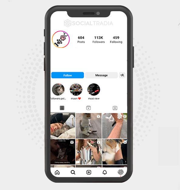 Instagram account CattPet (102 k Followers)
