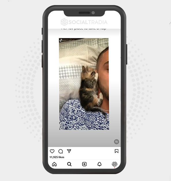 Instagram account CattPet (102 k Followers)
