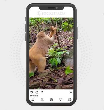buy instagram account