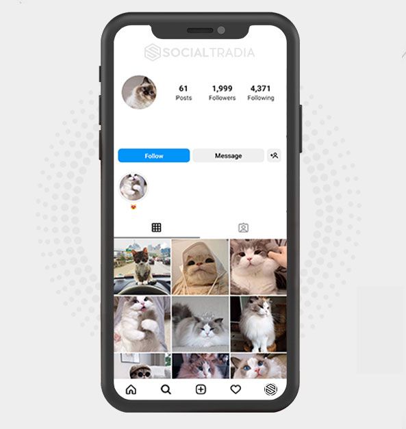 Instagram account Cat Paw (1.9 k Followers)