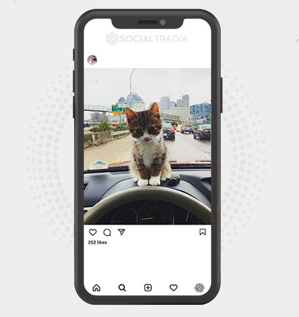 Instagram account Cat Paw (1.9 k Followers)