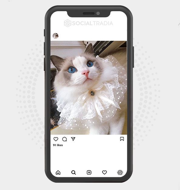 Instagram account Cat Paw (1.9 k Followers)