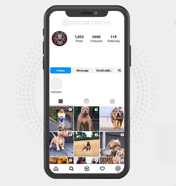 buy Instagram account PitbullsHere (319 k Followers) buy Instagram account PitbullsHere (319 k Followers)
