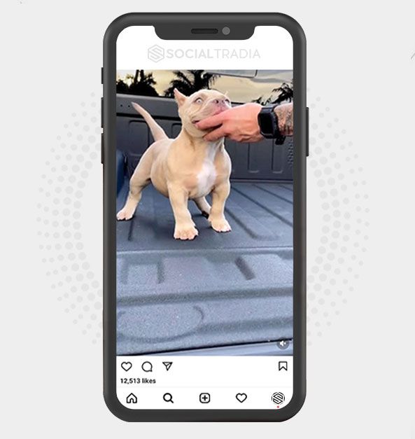 buy Instagram account PitbullsHere (319 k Followers) buy Instagram account PitbullsHere (319 k Followers)