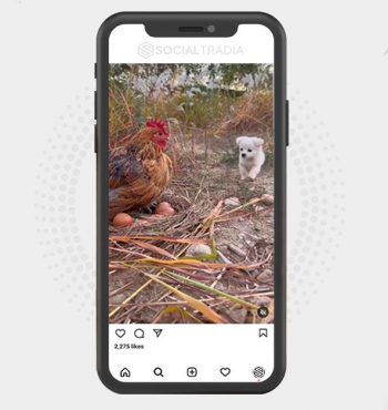 buy instagram account