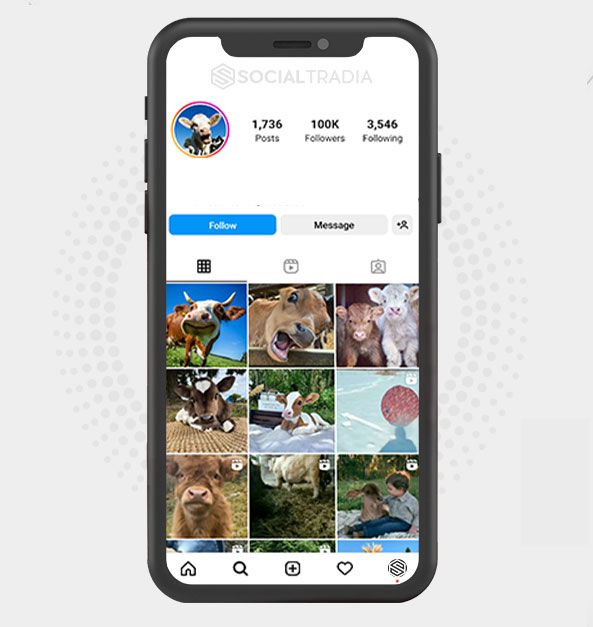 Instagram account CowsHere (124k Followers)