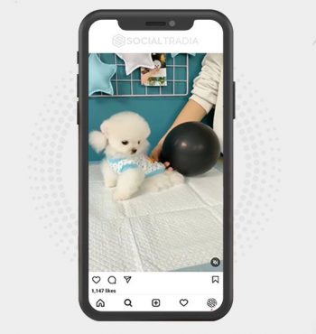 buy Instagram account Pomeranian Doggy (33.5 k Followers)
