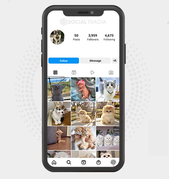 Instagram account Kitten Daily (8k Followers)