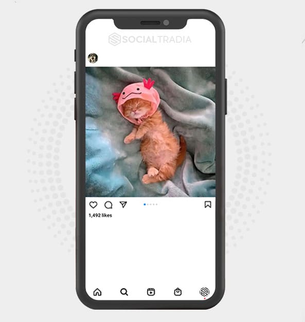 Instagram account Kitten Daily (8k Followers)