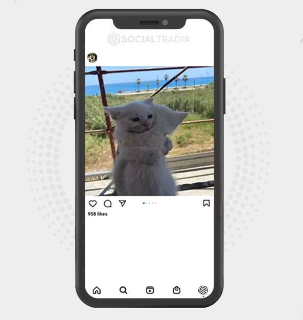 Instagram account Kitten Daily (8k Followers)