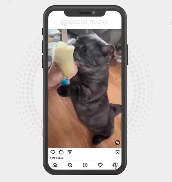 buy Instagram account LifeKitty (80.4 k Followers) buy Instagram account LifeKitty (80.4 k Followers)