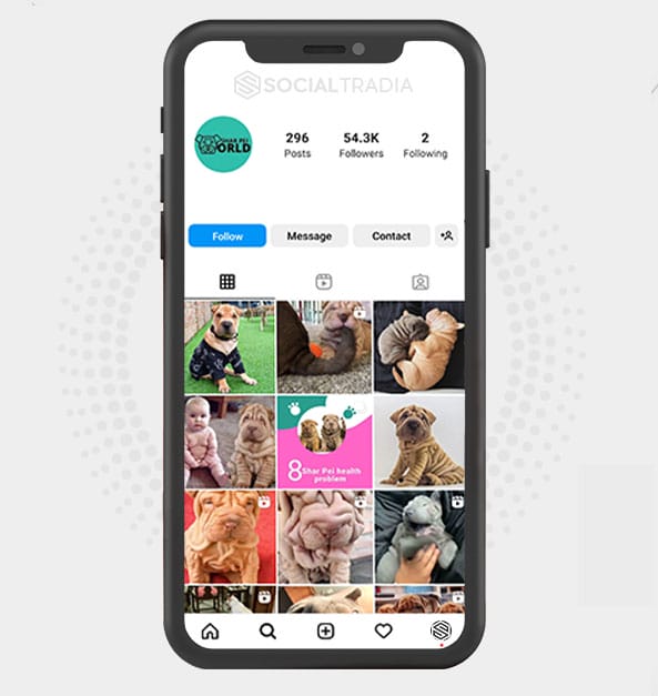 Instagram account SharPei Dogs (54.3 k Followers)