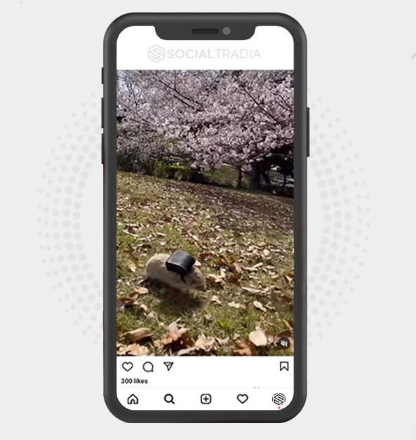 Instagram account Hedgehog Cute (5.1 k Followers)