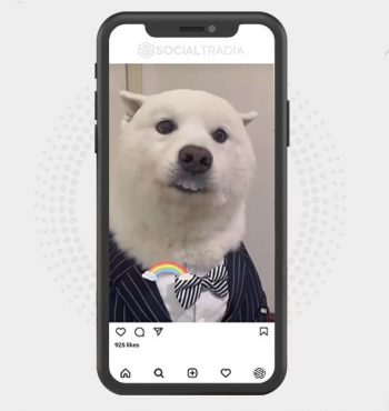 buy Instagram account Fun Animals (37 k Followers)