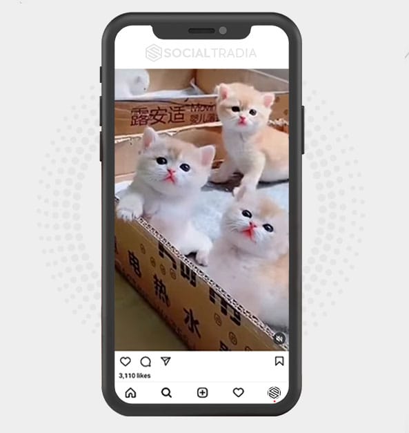Instagram account Real KittenHere (173 k Followers)